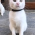 BEYAZ YAVRU EV KEDİSİ