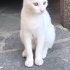 BEYAZ TATLI YAVRU KEDİ