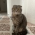Çok uysal, akıllı ve uslu bir kedi