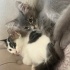 4 Erkek 1 Dişi Sevimli Yavru Kedi Yuva Arıyor! 🐾 Ücretsiz Sahiplendirme" fotoğraf