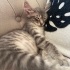 4 Erkek 1 Dişi Sevimli Yavru Kedi Yuva Arıyor! 🐾 Ücretsiz Sahiplendirme" fotoğraf
