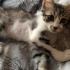 4 Erkek 1 Dişi Sevimli Yavru Kedi Yuva Arıyor! 🐾 Ücretsiz Sahiplendirme" fotoğraf