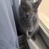 British shorthair prensesimize acil yuva aranıyor fotoğraf