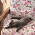 British shorthair prensesimize acil yuva aranıyor fotoğraf