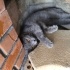 British shorthair prensesimize acil yuva aranıyor fotoğraf