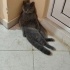 British shorthair prensesimize acil yuva aranıyor fotoğraf