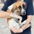 Ücretsiz sahiplenme çok guzel beagle pointer melez,yavru acil yuva fotoğraf