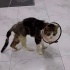 Zeyna'ya Acil Yuva Arıyoruz fotoğraf