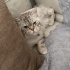 Sevecen, oyun bağımlısı, mavi gözlü boncuğumuz Tosi fotoğraf