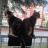 RİA VE REX AİLELERİNİ ARIYOR fotoğraf