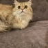 2 KARDEŞ DİŞİ CHİNCHİLLA fotoğraf
