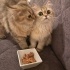 2 KARDEŞ DİŞİ CHİNCHİLLA fotoğraf