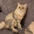 2 KARDEŞ DİŞİ CHİNCHİLLA fotoğraf