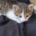 BEBEK KEDİMİZE YUVA ARIYORUZ 3 HAFTALIK ÇOK SEVİMLİ fotoğraf
