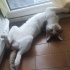 Masajcı kedi Leyla ACİL yuva arıyor fotoğraf