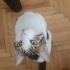 Masajcı kedi Leyla ACİL yuva arıyor fotoğraf
