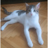 Masajcı kedi Leyla ACİL yuva arıyor fotoğraf