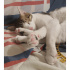 Masajcı kedi Leyla ACİL yuva arıyor fotoğraf
