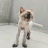 Ücretsiz sahiplenme British kedi acil yuva lütfen okuyun fotoğraf