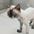Ücretsiz sahiplenme British kedi acil yuva lütfen okuyun fotoğraf