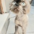 Ücretsiz sahiplenme British kedi acil yuva lütfen okuyun fotoğraf