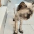Ücretsiz sahiplenme British kedi acil yuva lütfen okuyun fotoğraf