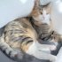 2 YAŞINDAKİ DİŞİ KISIR KEDİMİZE KALICI YUVA ARIYORUM fotoğraf
