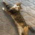 2 YAŞINDAKİ DİŞİ KISIR KEDİMİZE KALICI YUVA ARIYORUM fotoğraf