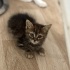 1.5 AYLIK MİNNOŞ fotoğraf