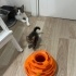 1.5 AYLIK MİNNOŞ fotoğraf