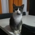 Minik shorthair fotoğraf