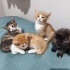1,5 aylık minikler ailelerini bekliyor fotoğraf