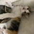 Bebek yavru kedi evcil fotoğraf