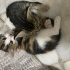 Bebek yavru kedi evcil fotoğraf