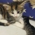 Bebek yavru kedi evcil fotoğraf