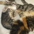 Bebek yavru kedi evcil fotoğraf