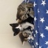 Bebek yavru kedi evcil fotoğraf