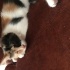 Görme engelli calico kızımıza acil yuva fotoğraf