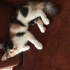 Görme engelli calico kızımıza acil yuva fotoğraf
