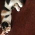 Görme engelli calico kızımıza acil yuva fotoğraf