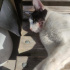YANLIŞ TEŞHİS MAĞDURU YURT KEDİSİ fotoğraf