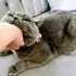 Loki yuva arıyor fotoğraf