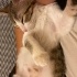 BULUNDUĞUNDA ÖLMEK ÜZEREYDİ HAYATA TUTUNDU ŞİMDİ BİR EVE İHTİYACI VAR✨🥹🐱 fotoğraf