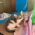 Bebekler Yuva arıyor fotoğraf