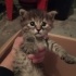 Yavru kedi annesi ölmüş kardeşleri gitti