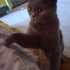 💕 Sevgi Dolu Yuvaya İhtiyacı Var – Scottish Fold (Ücretsiz) fotoğraf