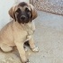 3.5 AYLIK KANGAL MELEZİ 1 ERKEK 2 DİŞİ YAVRU ÖMÜRLÜK YUVALARINI ARIYORLAR fotoğraf