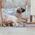 3.5 AYLIK KANGAL MELEZİ 1 ERKEK 2 DİŞİ YAVRU ÖMÜRLÜK YUVALARINI ARIYORLAR fotoğraf