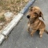 Pıtır yuva arıyor fotoğraf