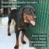 Dünya güzeli Rottweiler Yuva arıyor